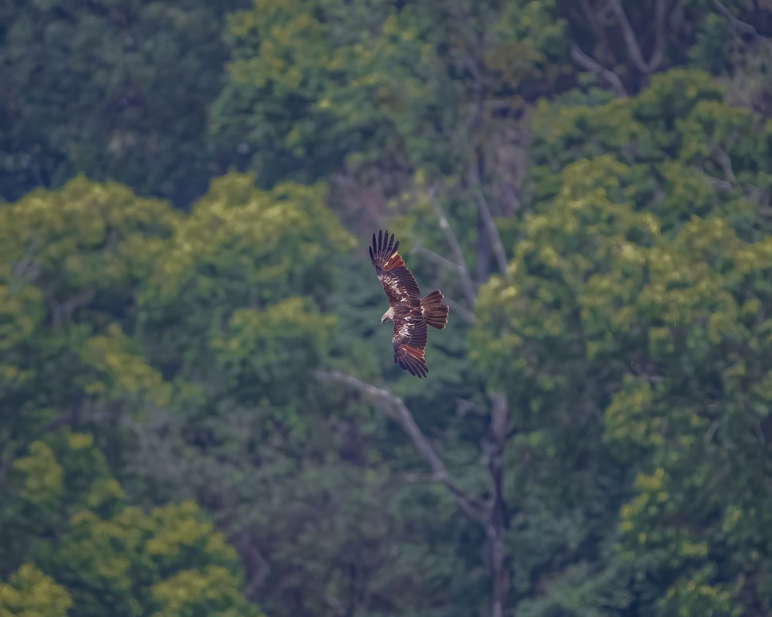 Brahminy Kite (2)